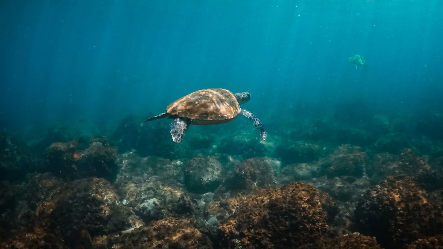 Snorkelling at Old Woman/ Mudjimba Island with Sunreef