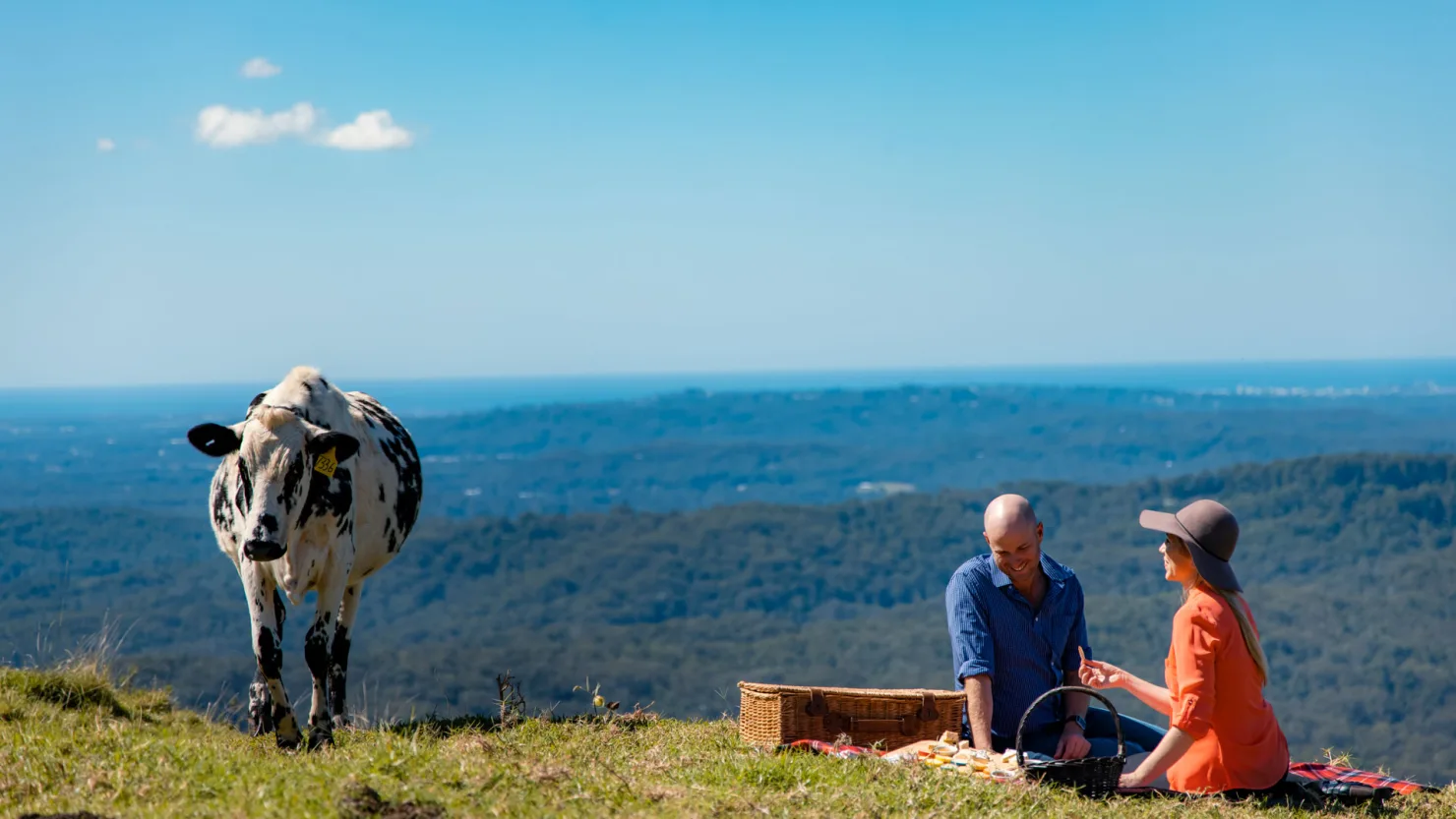 Maleny Cheese, Maleny