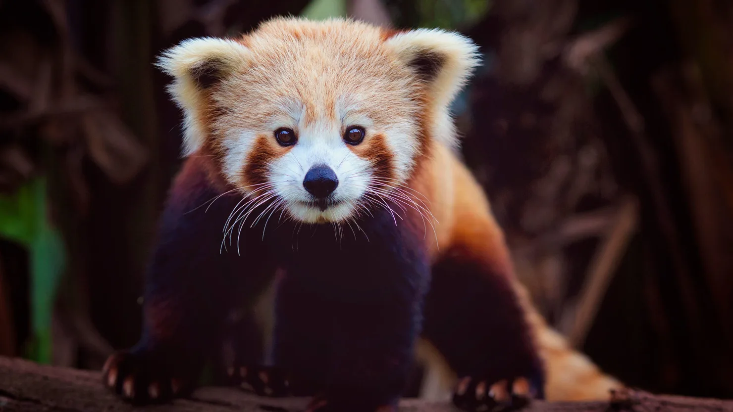 Red Panda, Nightzoo and Wildlife HQ