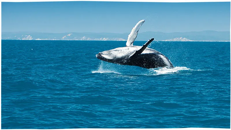 Whale breaching