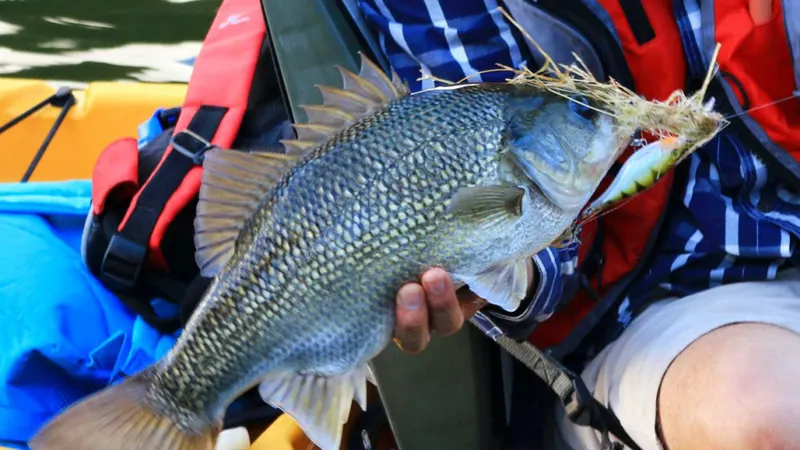 Sunshine Coast fishing