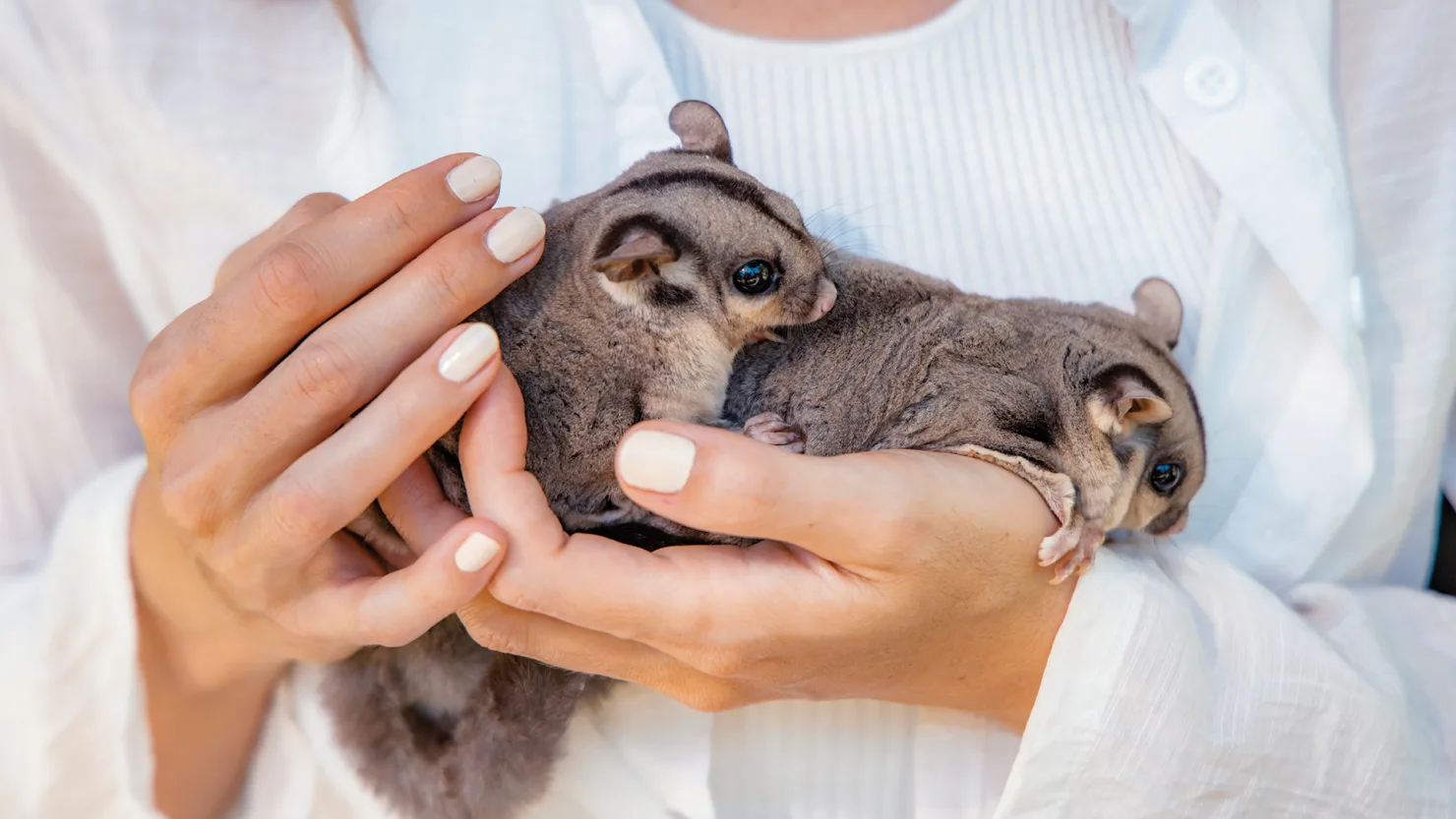 Cute baby animals