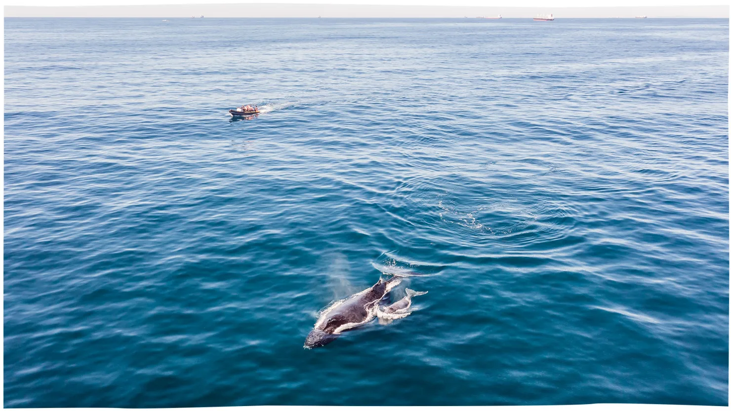 Whale watching with Adventure Rafting, Sunshine Coast