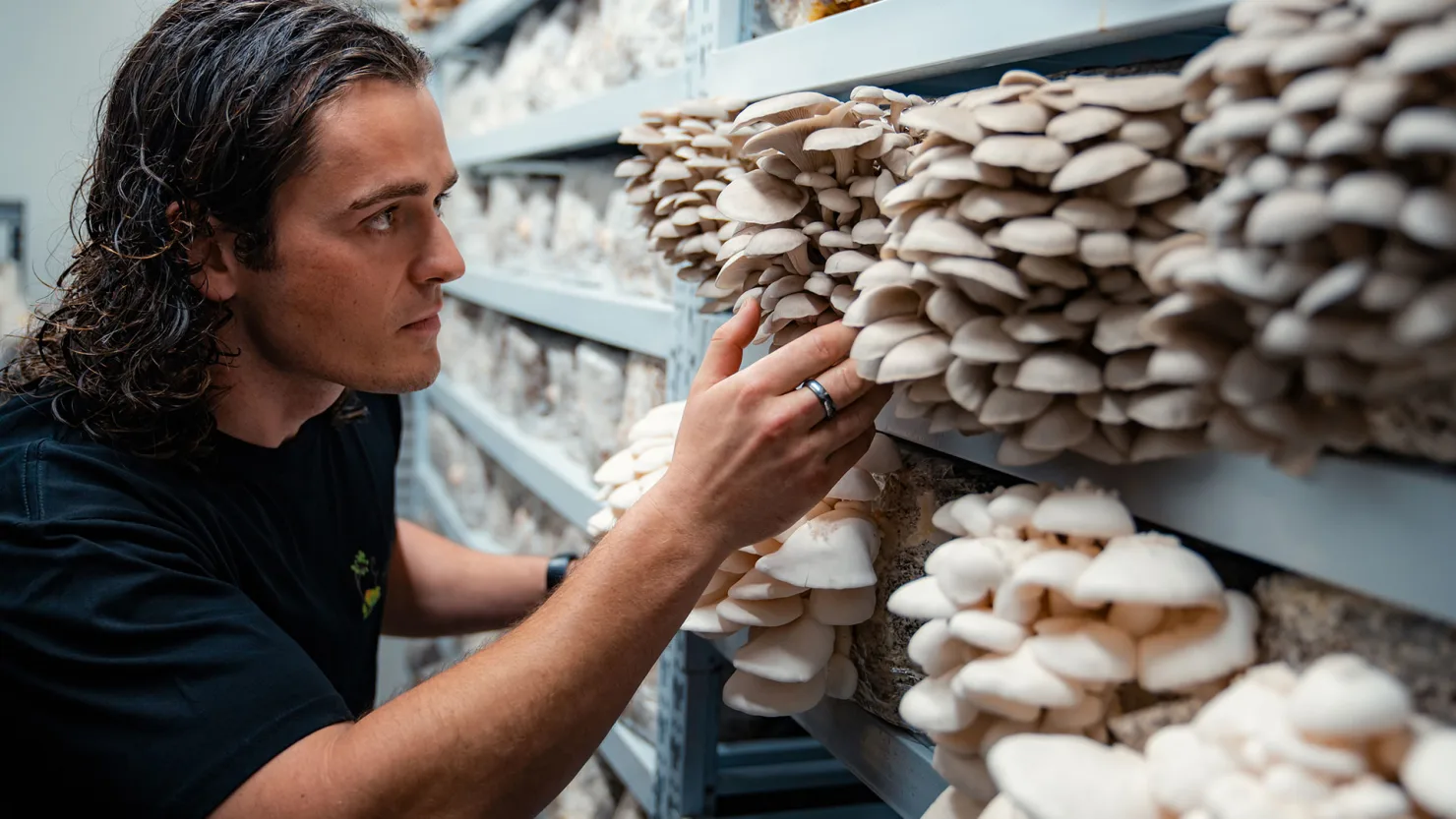 Alex Thompson-Welch at Eastwell Farms with Oyster mushrooms