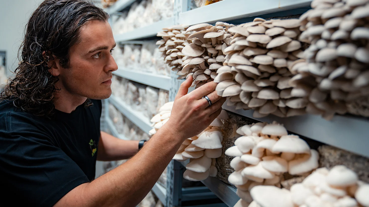 Alex Thompson-Welch at Eastwell Farms with Oyster mushrooms