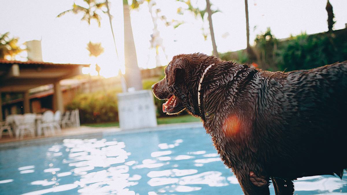 6 of the best dog friendly Sunshine Coast Visit Sunshine Coast