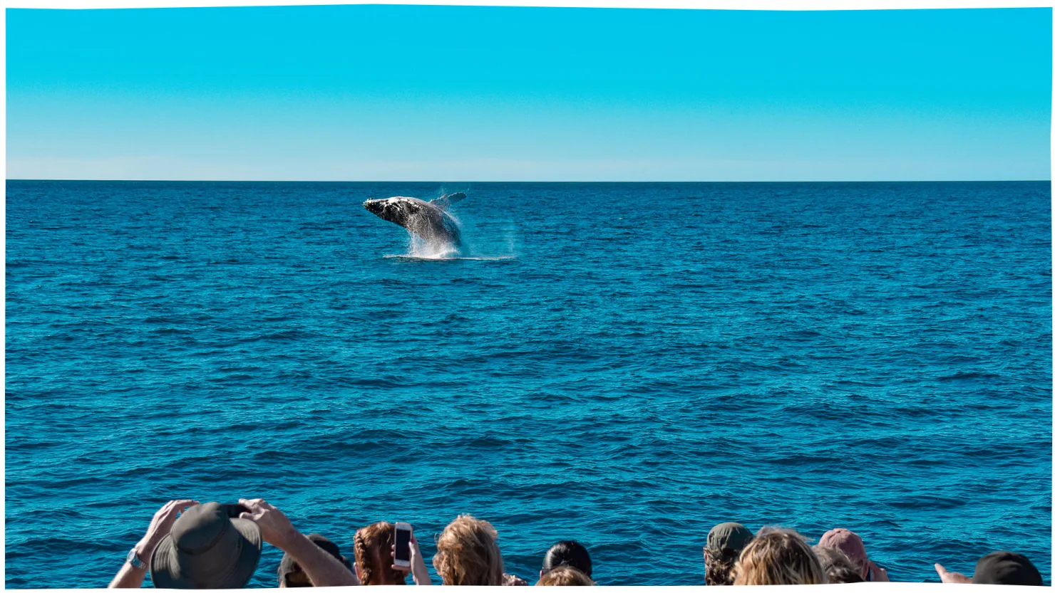 See the magnificent humpback whales on a Whale One cruise