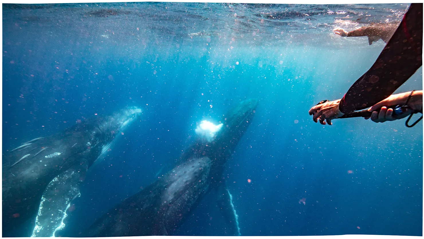 Swimming With Whales, Sunreef