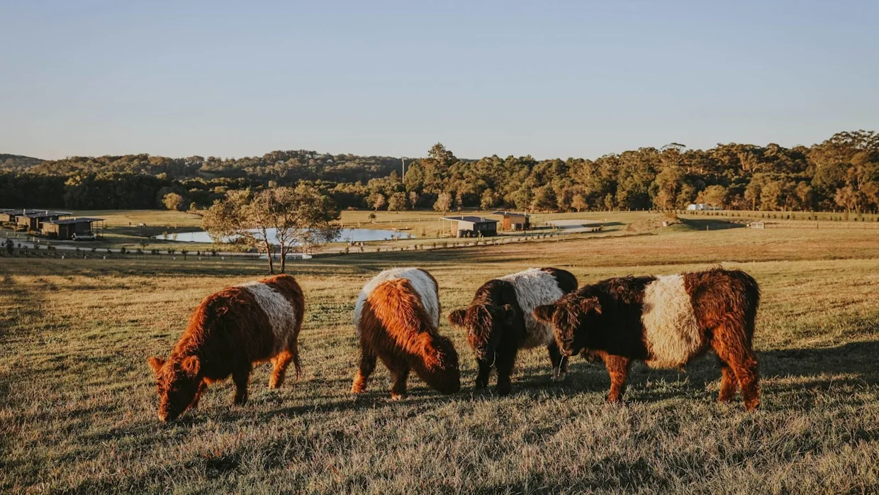 Haycation Rejuvenation