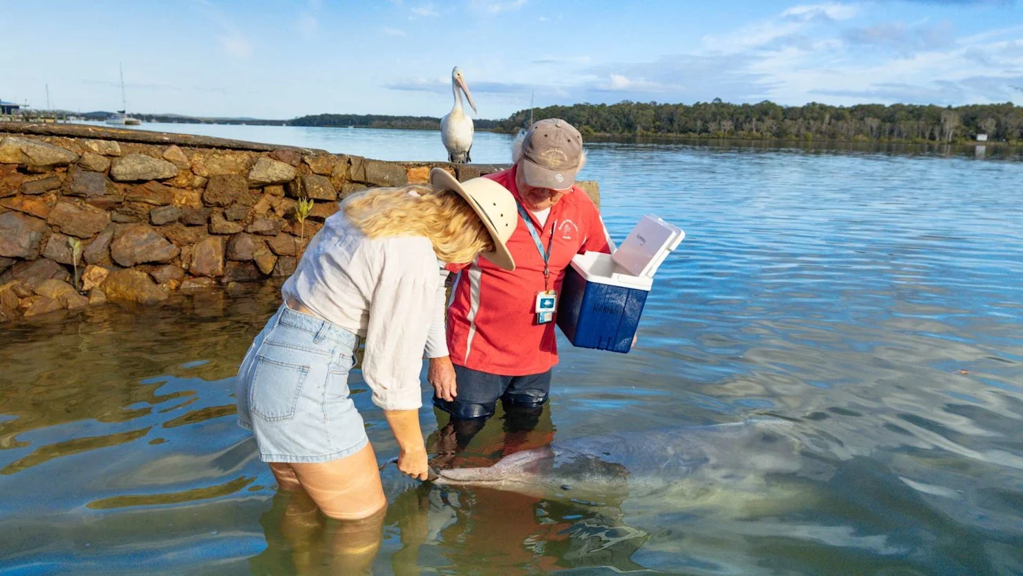 Feeding dolphins at Tin Can Bay