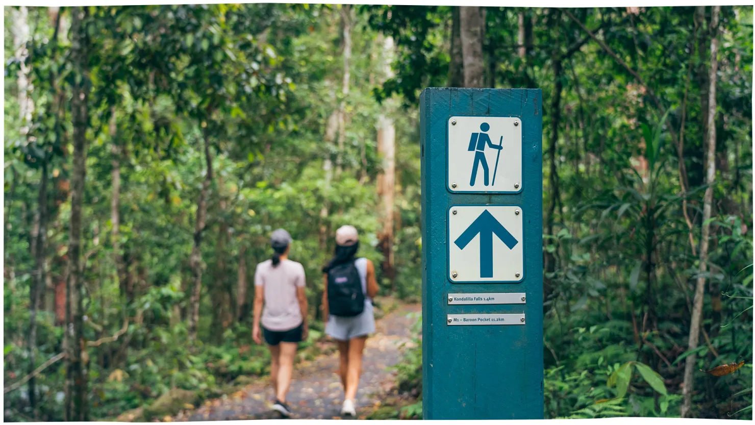 Kondalilla National Park, Montville, Sunshine Coast Hinterland