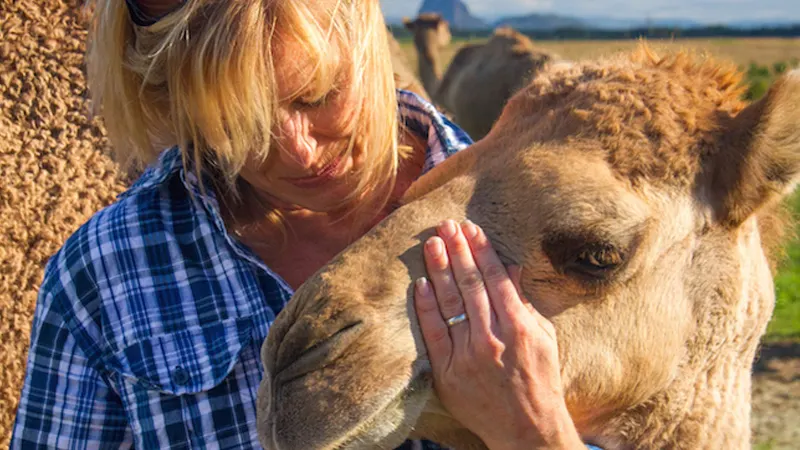 Camels and canapés