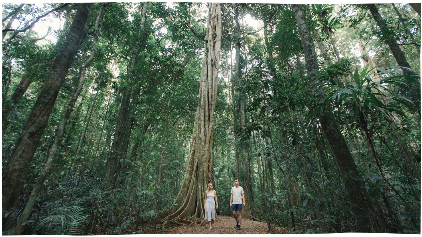 Mary Cairncross Scenic Reserve, Maleny