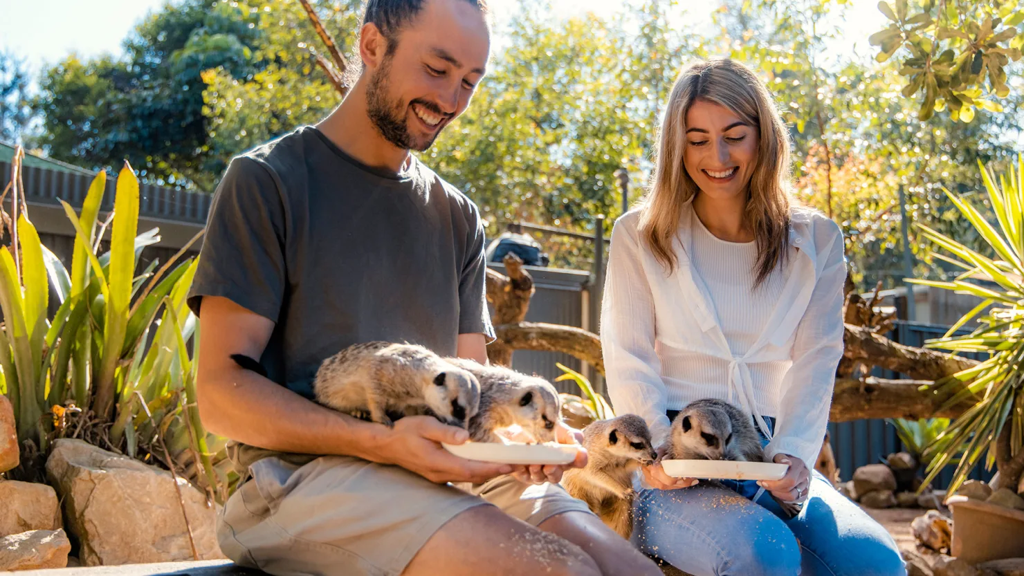 Feeding the meerkats at Wildlife HQ