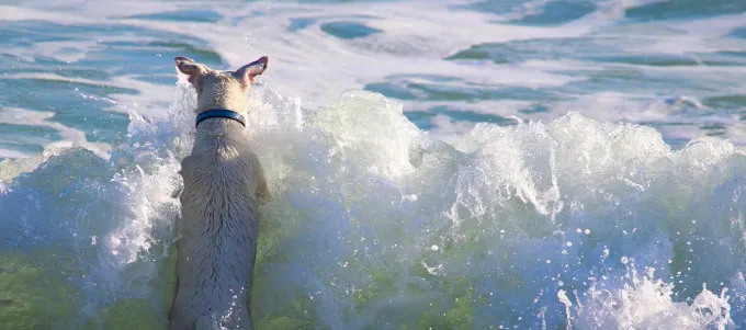 The Sunshine Coast for you and your dog