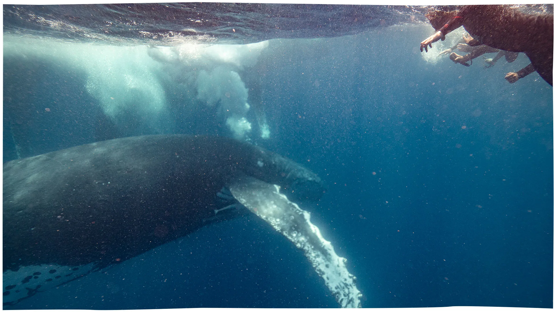 Swimming with whales