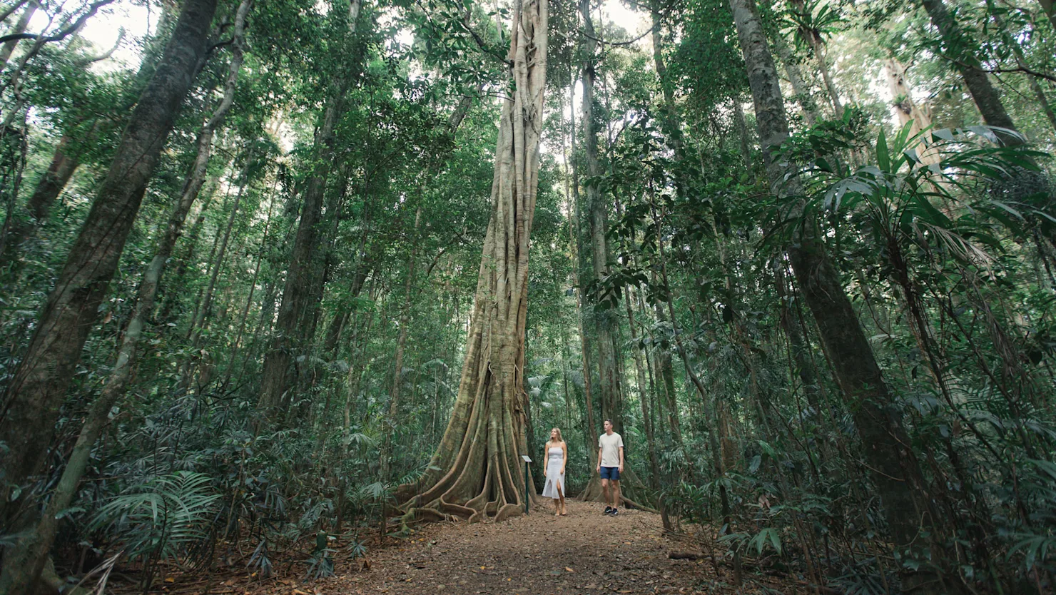 Above image: Mary Cairncross Scenic Reserve