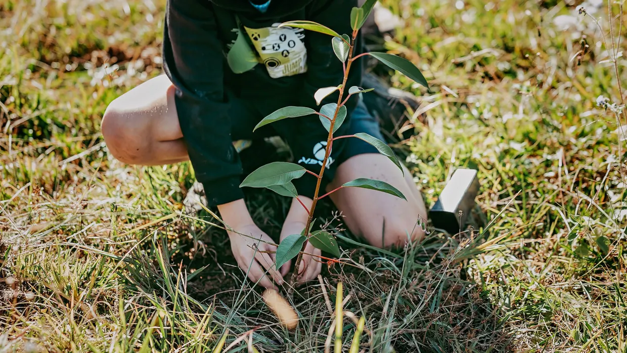 Tree planting at Cooroy