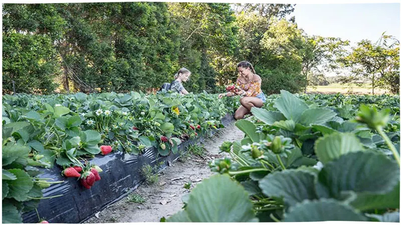 Strawberry Fields