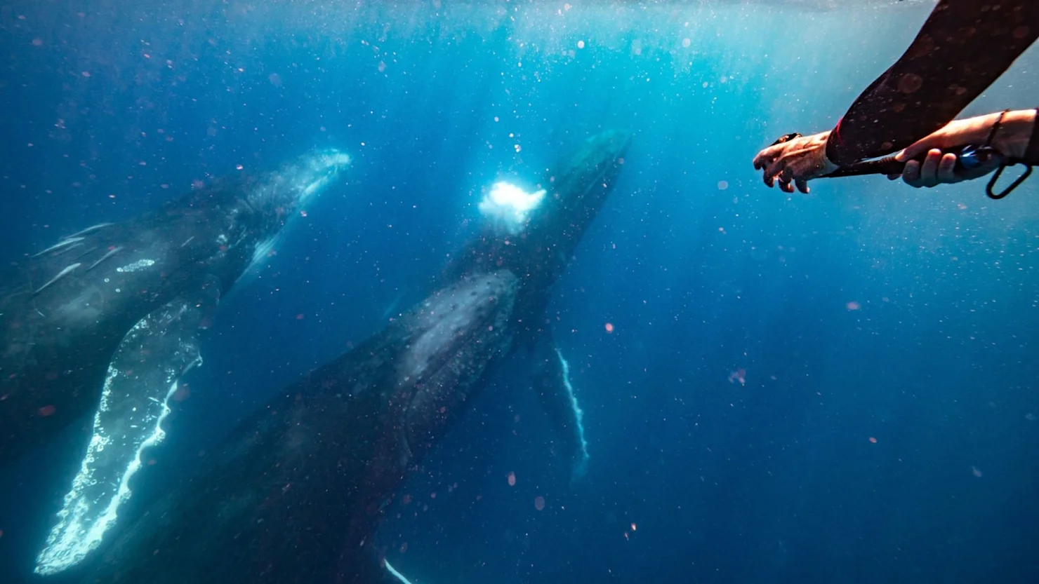 Swimming with whales, Sunreef Mooloolaba, Sunshine Coast