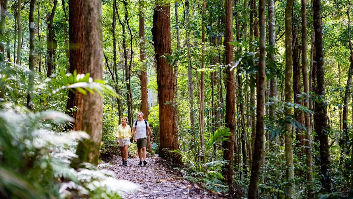 Hiking in Kondalilla National Park, Montville, Sunshine Coast Hinterland