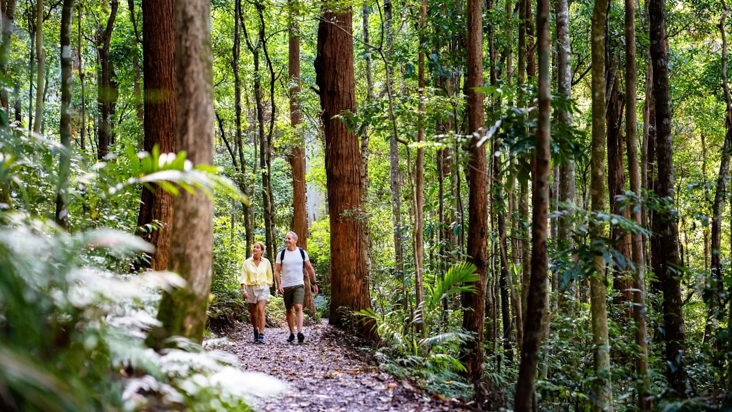 Hiking in Kondalilla National Park, Montville, Sunshine Coast Hinterland
