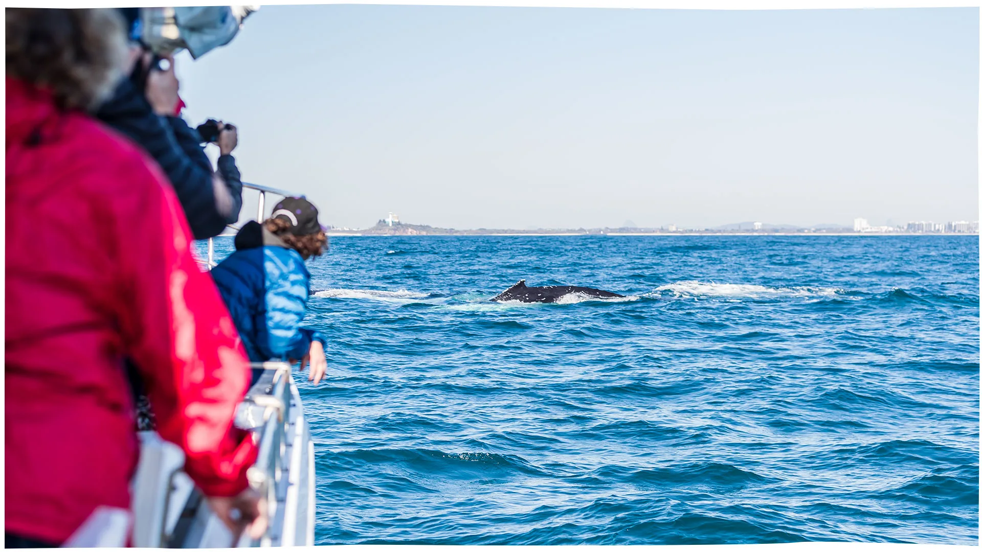 Whale watching with Sunshine Coast Afloat