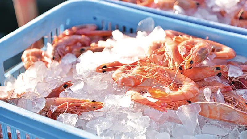 Basket of fresh prawns caught off Mooloolaba Beach