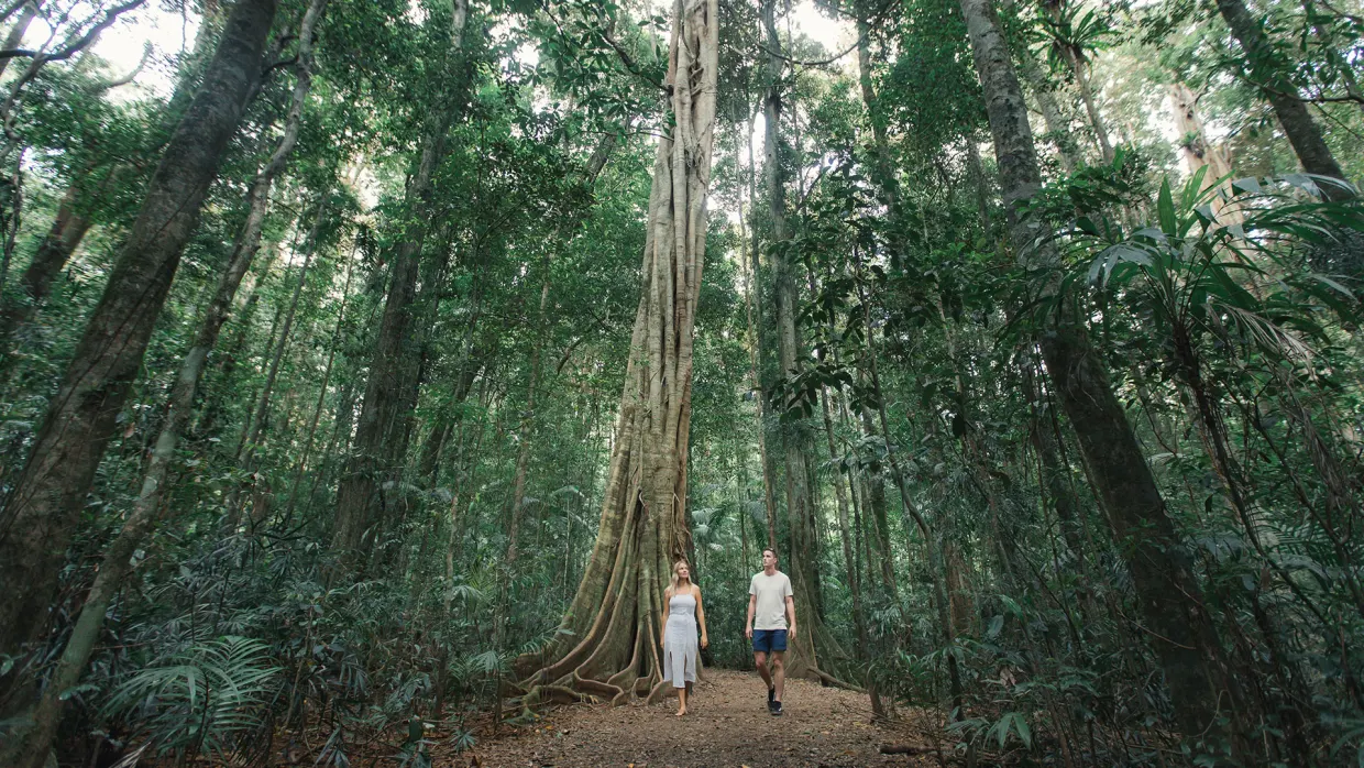 Eight reasons to visit Nambour and the Sunshine Coast Hinterland this autumn