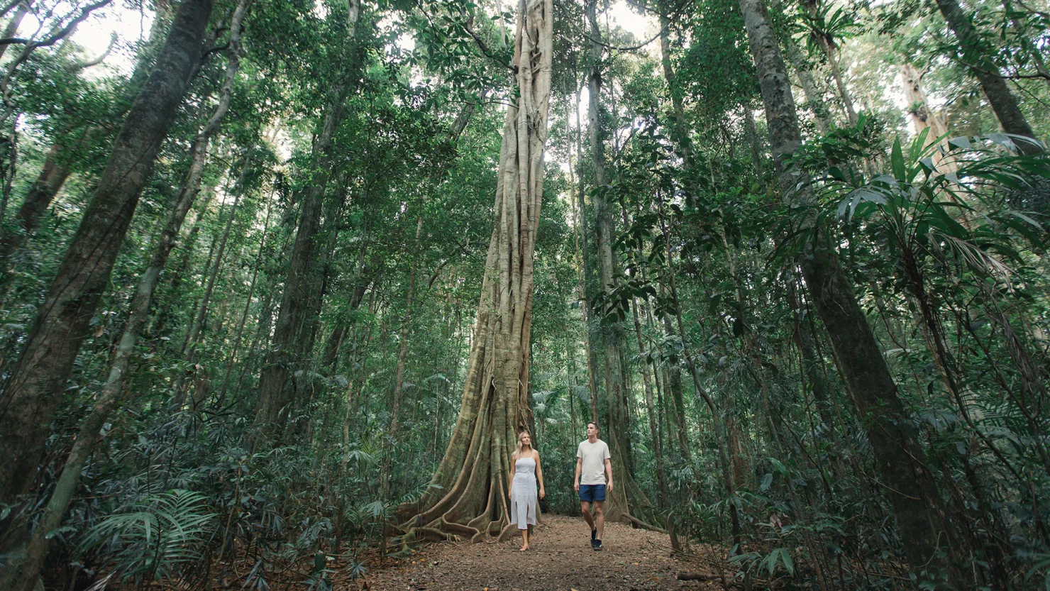 Mary Cairncross Scenic Reserve in Maleny in the Sunshine Coast Hinterland