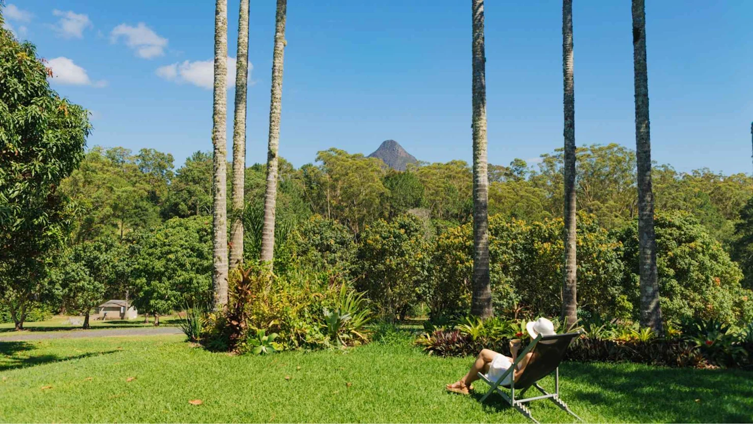 Coffee at Glasshouse Plantation, Glass House Mountains, Sunshine Coast Hinterland