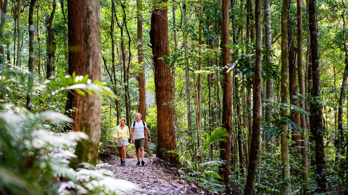 Kondalilla Falls walk