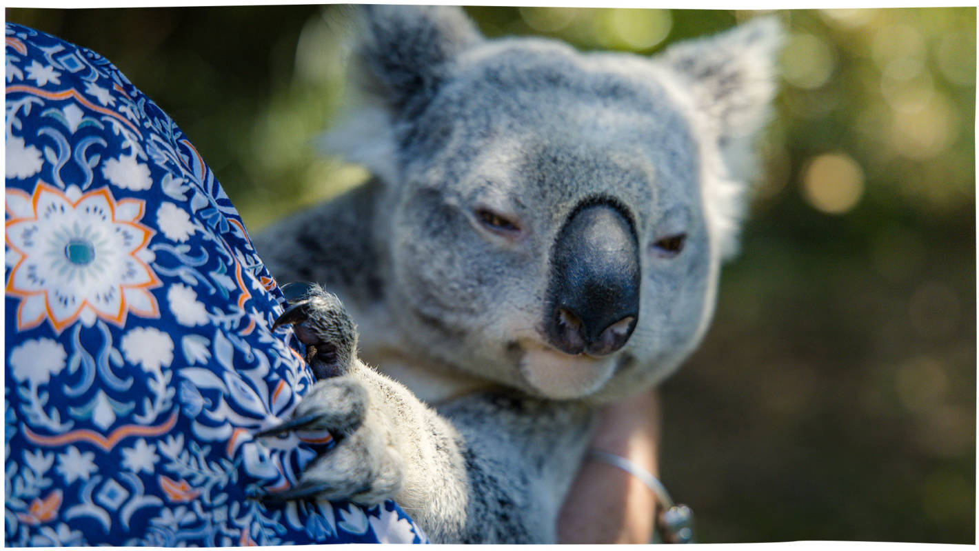 Koala cuddles at Australia Zoo, Beerwah