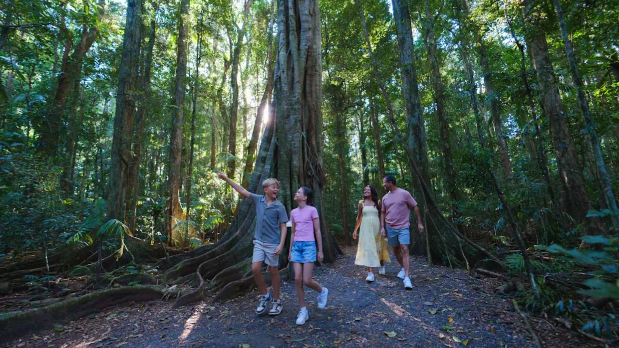 Walking in Mary Cairncross Scenic Reserve, Maleny, Sunshine Coast Hinterland