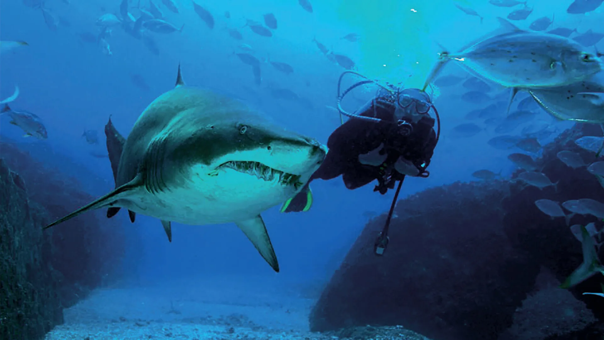 Shark Dive at SEA LIFE