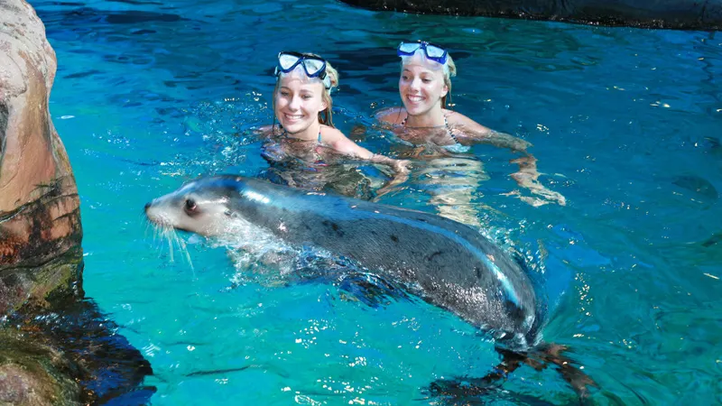 Swim with seals at Sea Life Mooloolaba