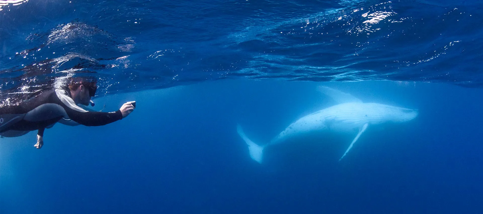 Whale watching season is back!