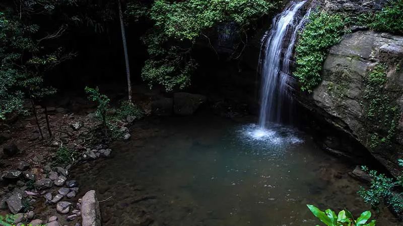 buderim waterfall