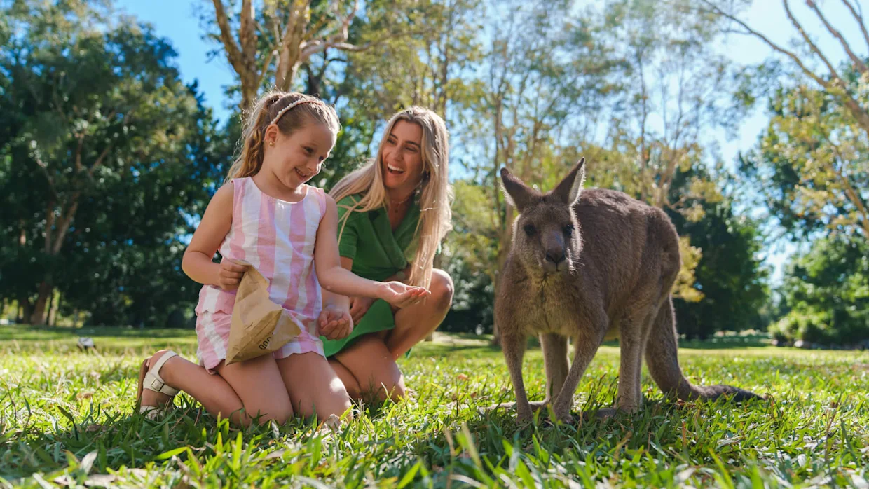 Feeding kangaroos at Australia Zoo, Sunshine Coast Hinterland