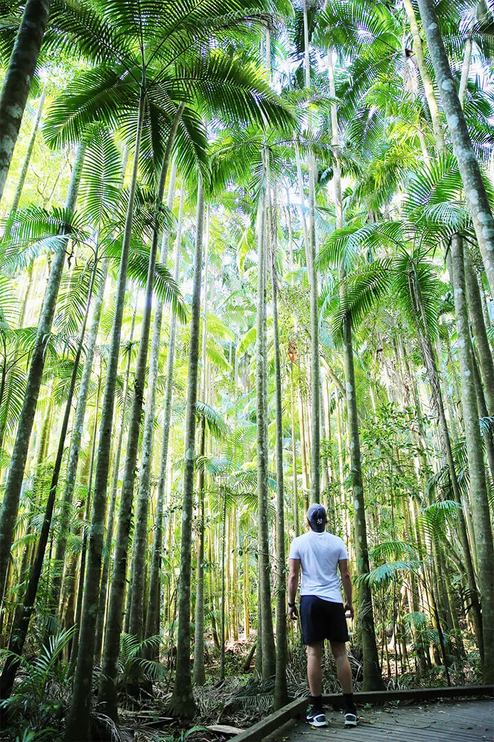 Mary Cairncross Scenic Reserve. Photo: Oscar Bowen