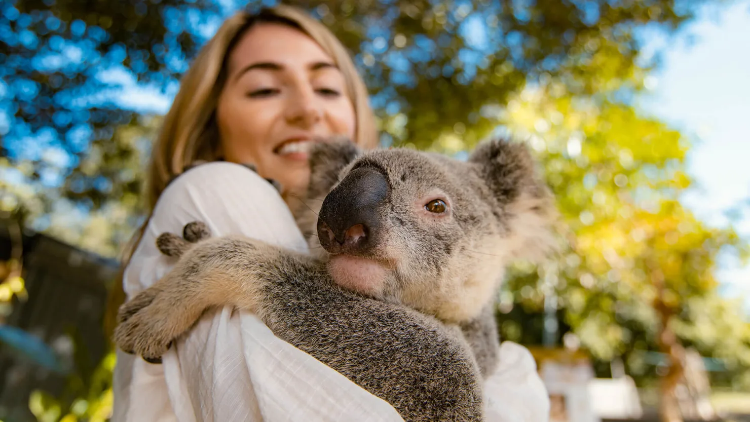 Koala at Wildlife HQ, Woombye