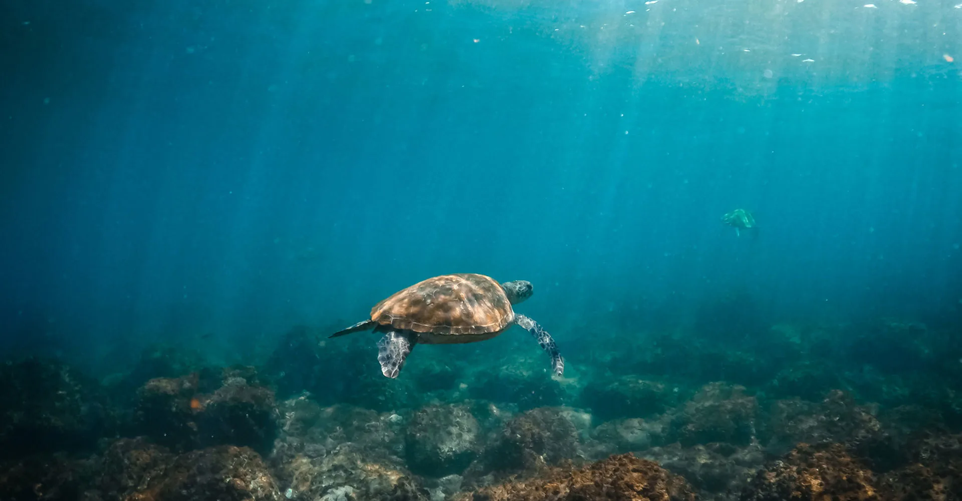 Snorkelling at Old Woman Island / Mudjimba Island with Sunreef
