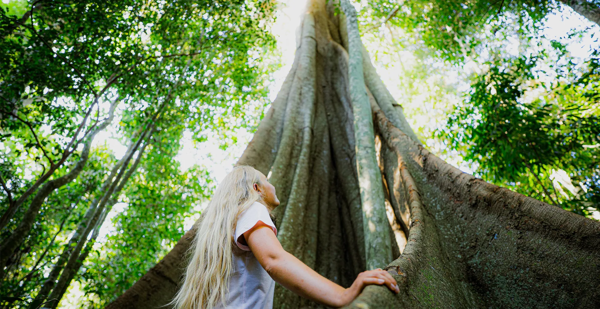 Fig Tree Walk in Imbil State Forest