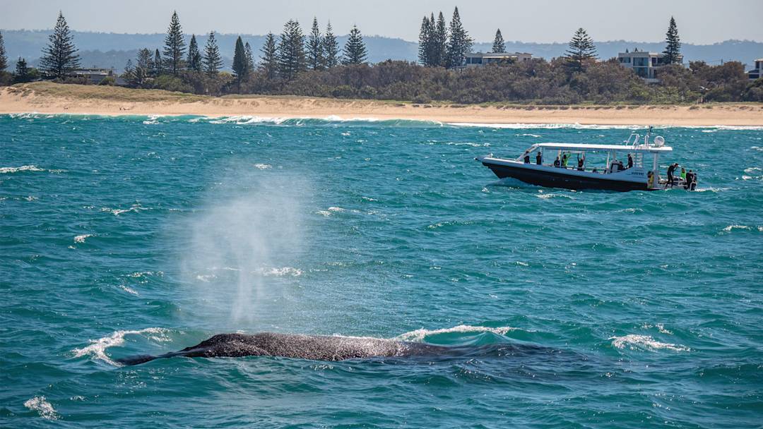 Get ready for a whale of a time on the Sunshine Coast Visit Sunshine Coast