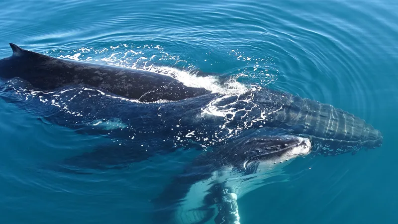 Swim with whales, Mooloolaba