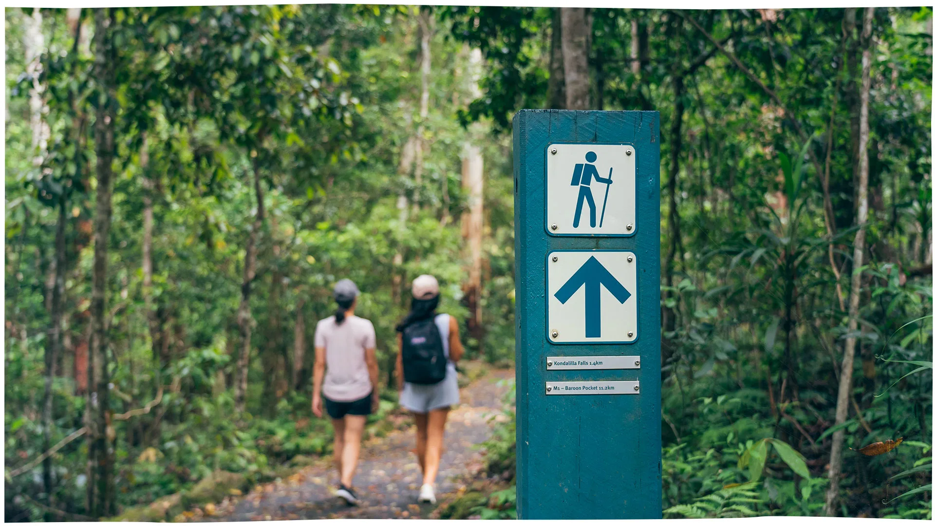 Kondalilla National Park, Montville, Sunshine Coast Hinterland