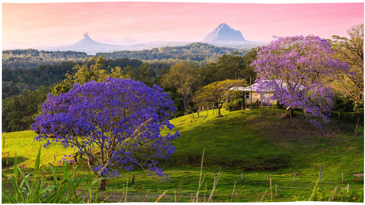 Hinterland Jacaranda View