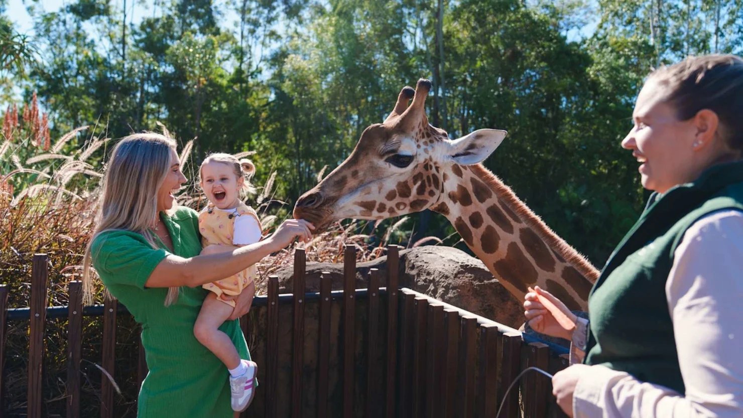Giraffe encounter at Australia Zoo, Beerwah, Sunshine Coast Hinterland