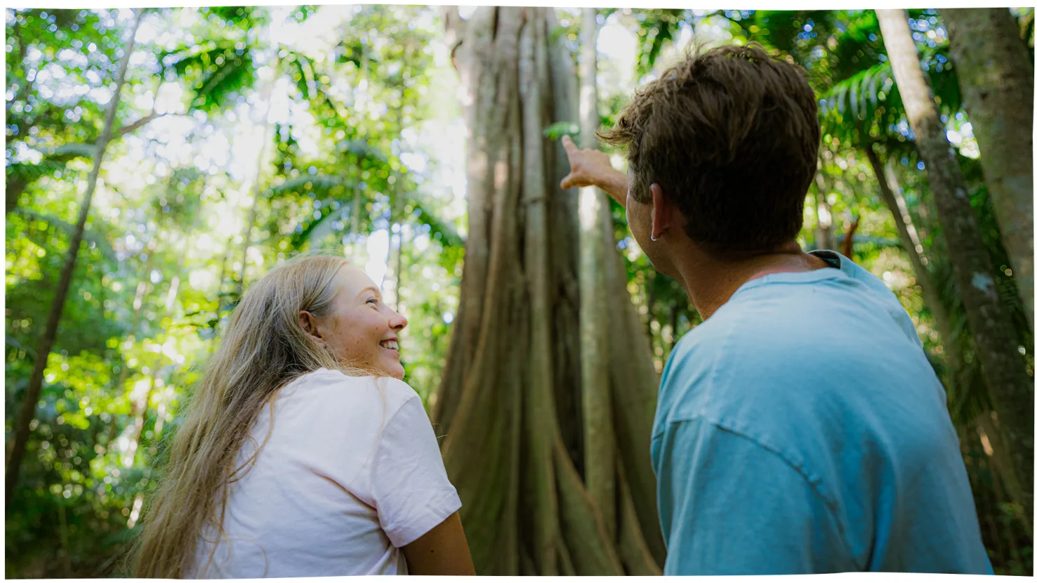 Imbil State Forest - Fig Tree Walk