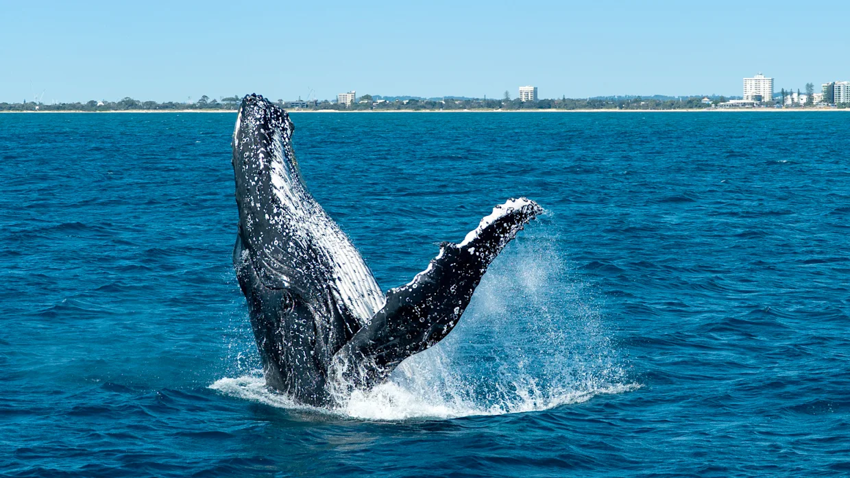 Whale watching with Sunshine Coast Afloat Mooloolaba